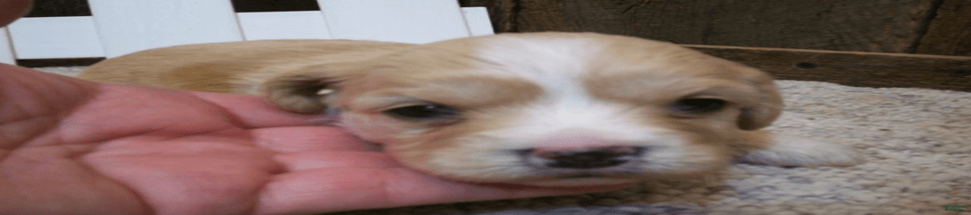 Dexter