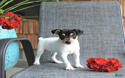 Toy Fox Terrier dogs for sale: Flynn - Image 2