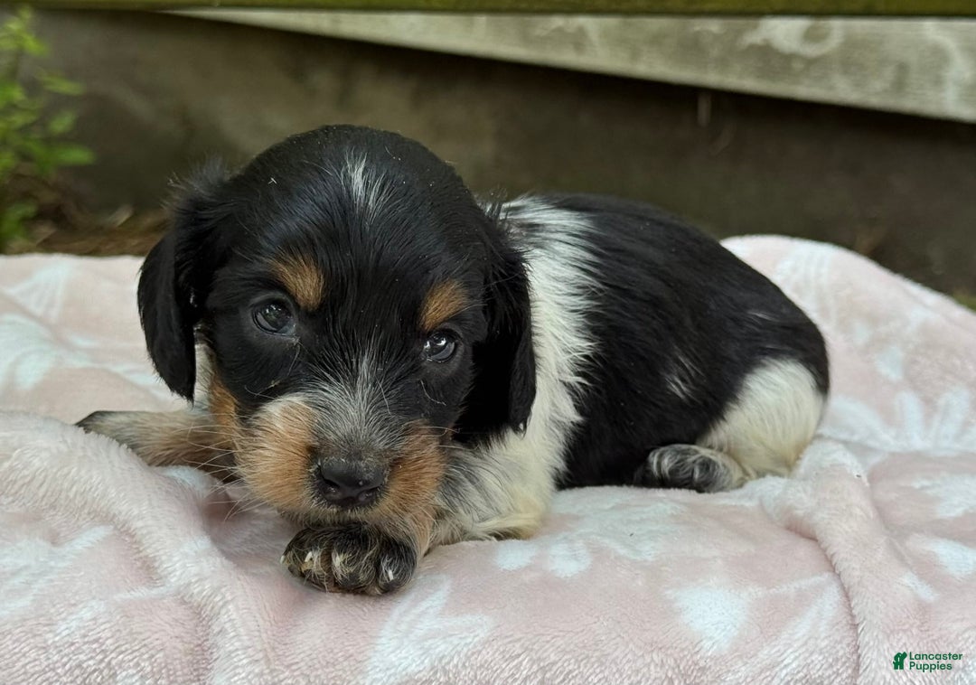 Miniature Dachshund dogs for sale: Dixie - Image 3