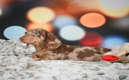 Miniature Dachshund dogs for sale: Easton - Image 4