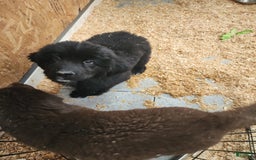 Newfoundland dogs for sale: Big Black Girl - Image 5