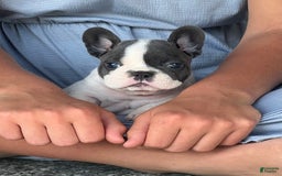 French Bulldog dogs for sale: Lando - Image 2