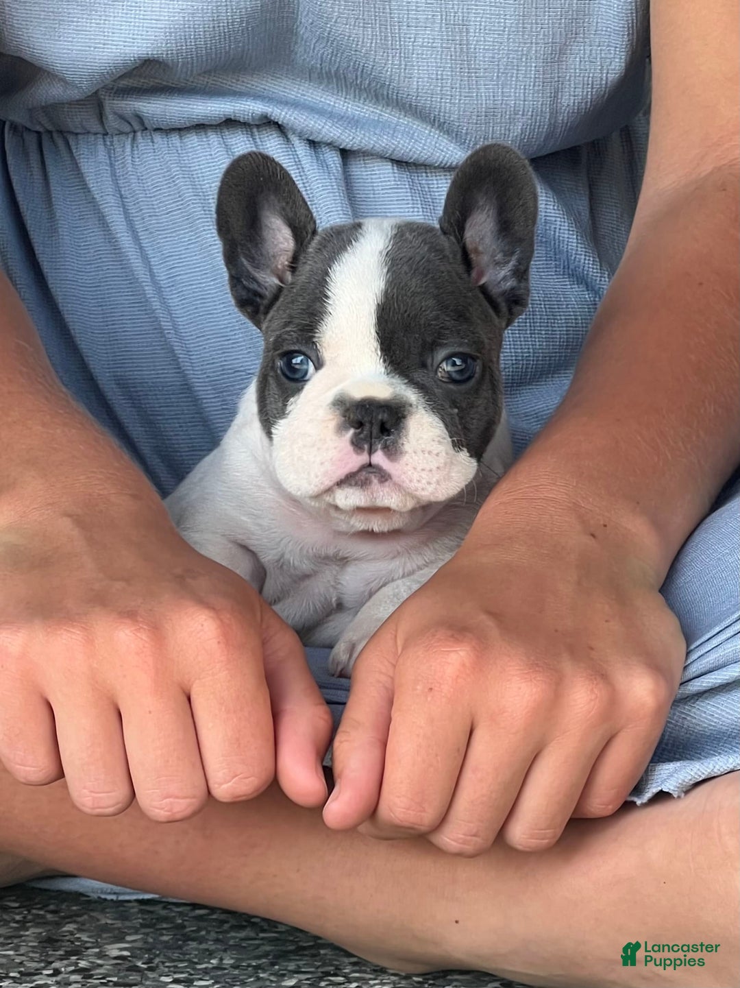 French Bulldog dogs for sale: Lando - Image 2