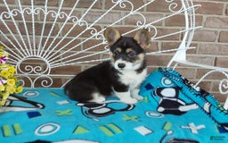 Welsh Corgi Pembroke dogs for sale: Chase - Image 11