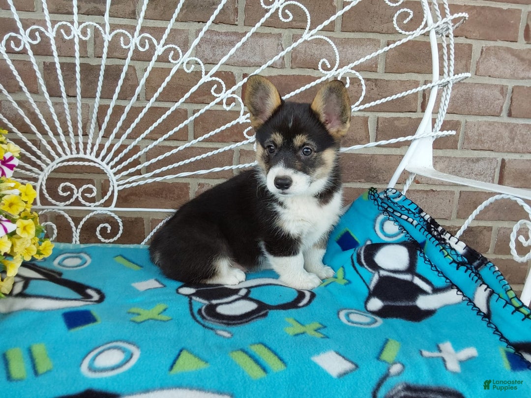 Welsh Corgi Pembroke dogs for sale: Chase - Image 11