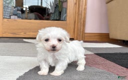Coton De Tulear dogs for sale: TJ - Image 12