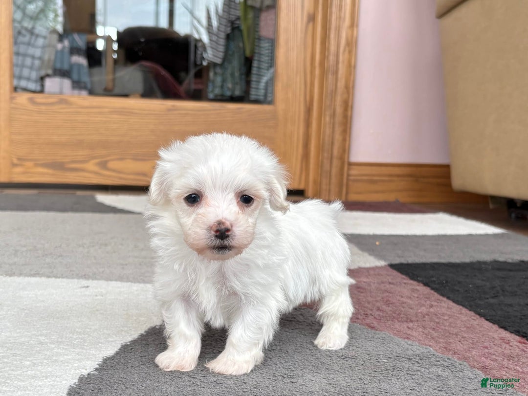 Coton De Tulear dogs for sale: TJ - Image 12
