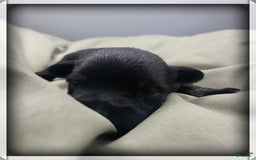 Miniature Schnauzer dogs for sale: Fern - Image 1