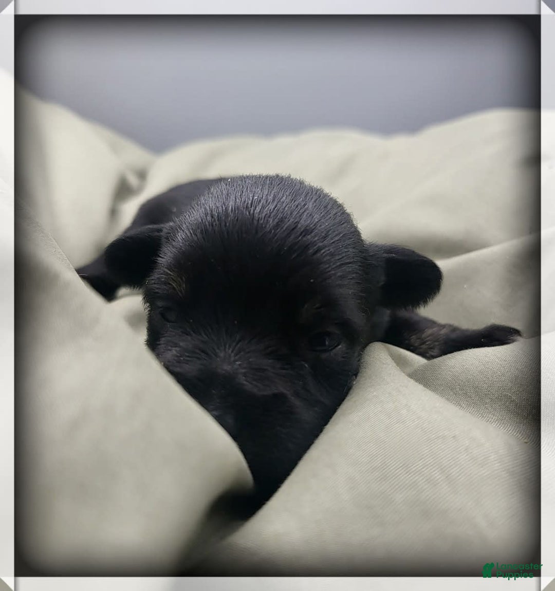 Miniature Schnauzer dogs for sale: Fern - Image 1