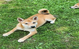 Shiba Inu dogs for sale: Shiba Puppy - Image 10