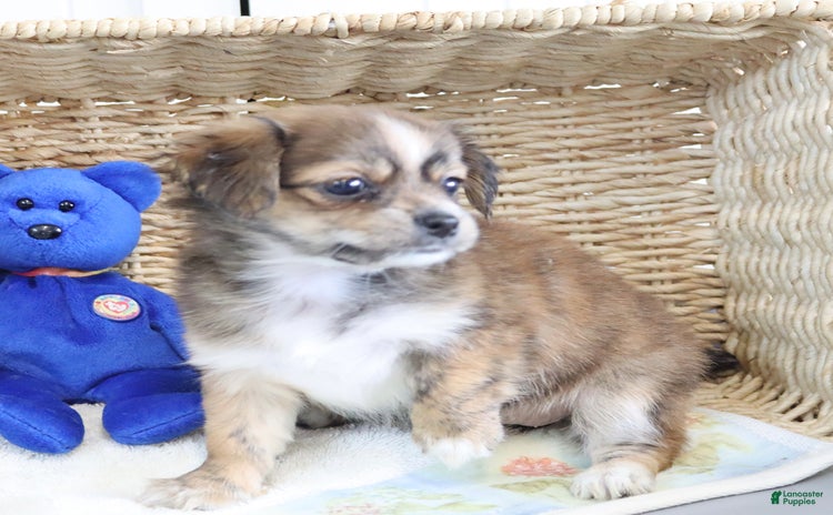Shorkie dogs for sale - Ad 5