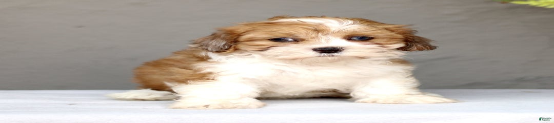 Darla