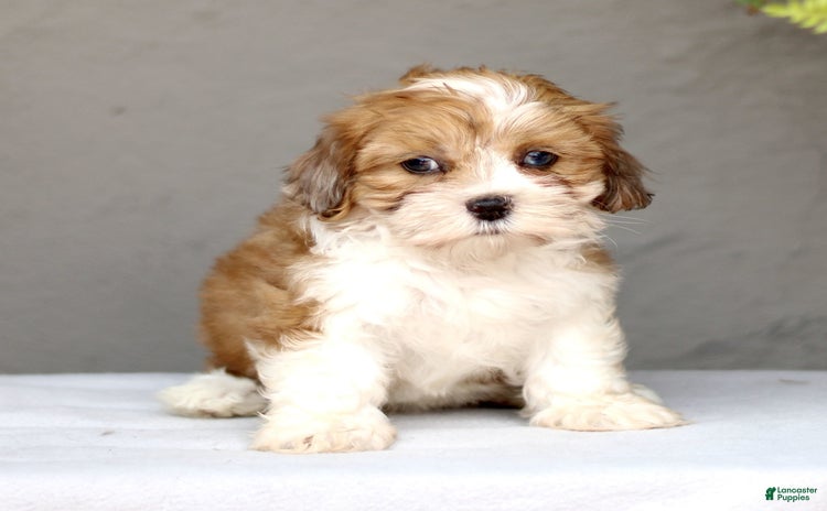 Shihpoo dogs for sale - Ad 1