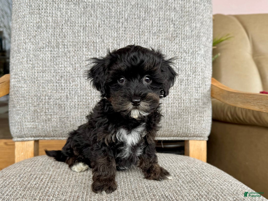 Havapoo dogs for sale: Tim - Image 1