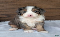 Mini Bernedoodle dogs for sale: Bluey - Image 22