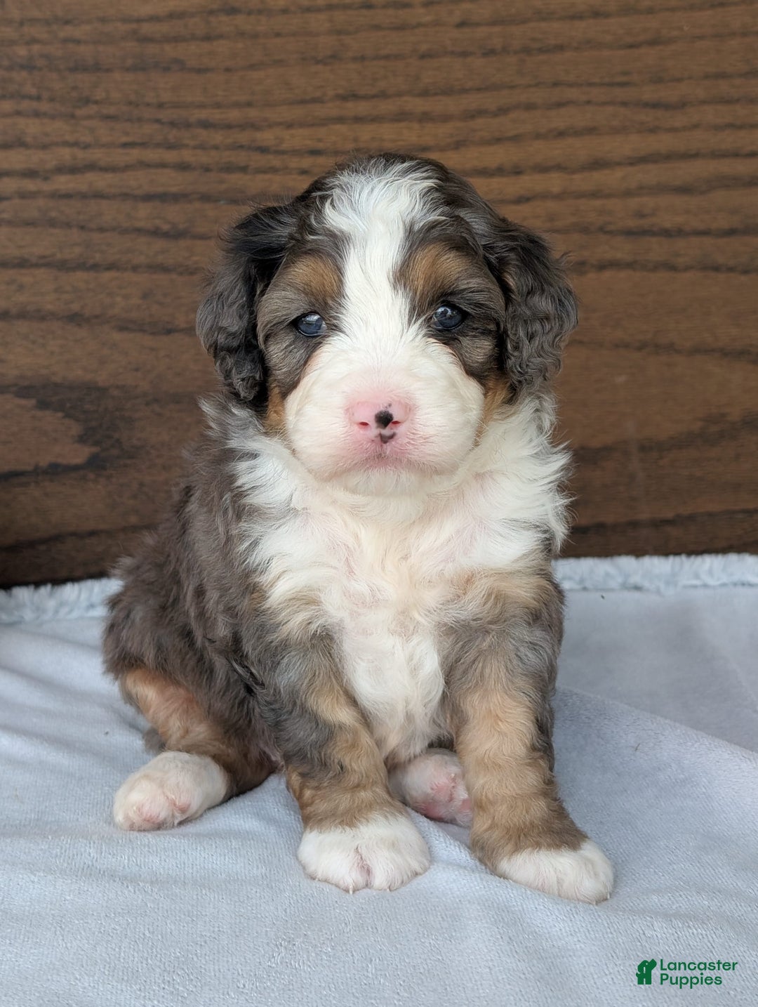 Mini Bernedoodle dogs for sale: Bluey - Image 22