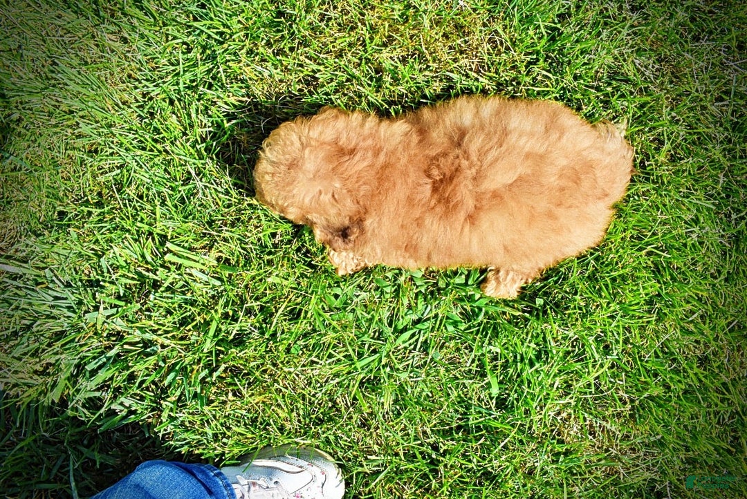 Havapoo dogs for sale: Ember - Image 12