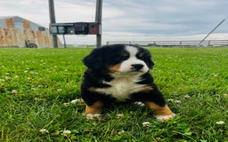 Bernese Mountain Dog dogs for sale: Meghan - Image 7