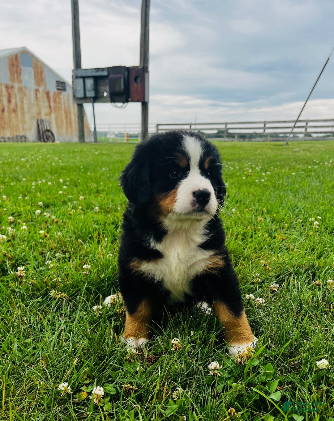 Bernese Mountain Dog dogs for sale: Meghan - Image 7