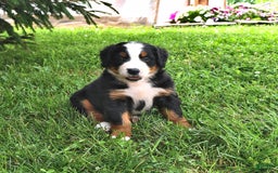 Bernese Mountain Dog dogs for sale: Lael - Listing for pets: Lael, Licia, Vincent, Virgil - Image 2