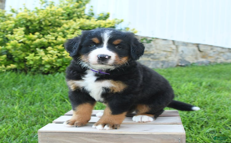 Bernese Mountain Dog dogs - Advert 26