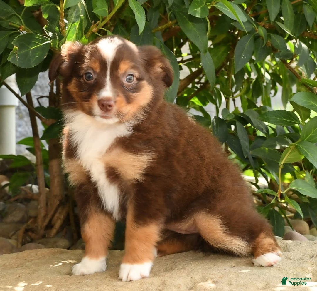Miniature Australian Shepherd dogs for sale: Ariel - Image 3