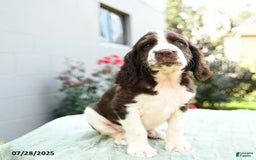 English Springer Spaniel dogs for sale: Barkley - Image 2