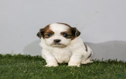 Shihpoo dogs for sale: Buster - Image 27