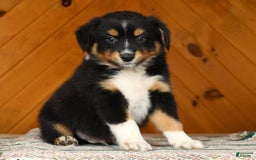 Australian Shepherd dogs for sale: Alden - Image 2