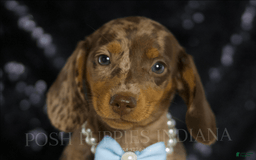 Miniature Dachshund dogs for sale: Teeter - Image 1