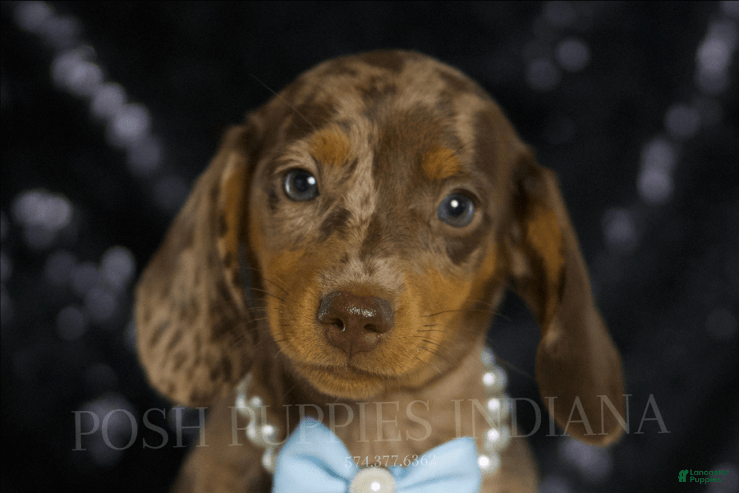Miniature Dachshund dogs for sale: Teeter - Image 1