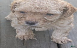 Bichpoo dogs for sale: Oliver - Image 2