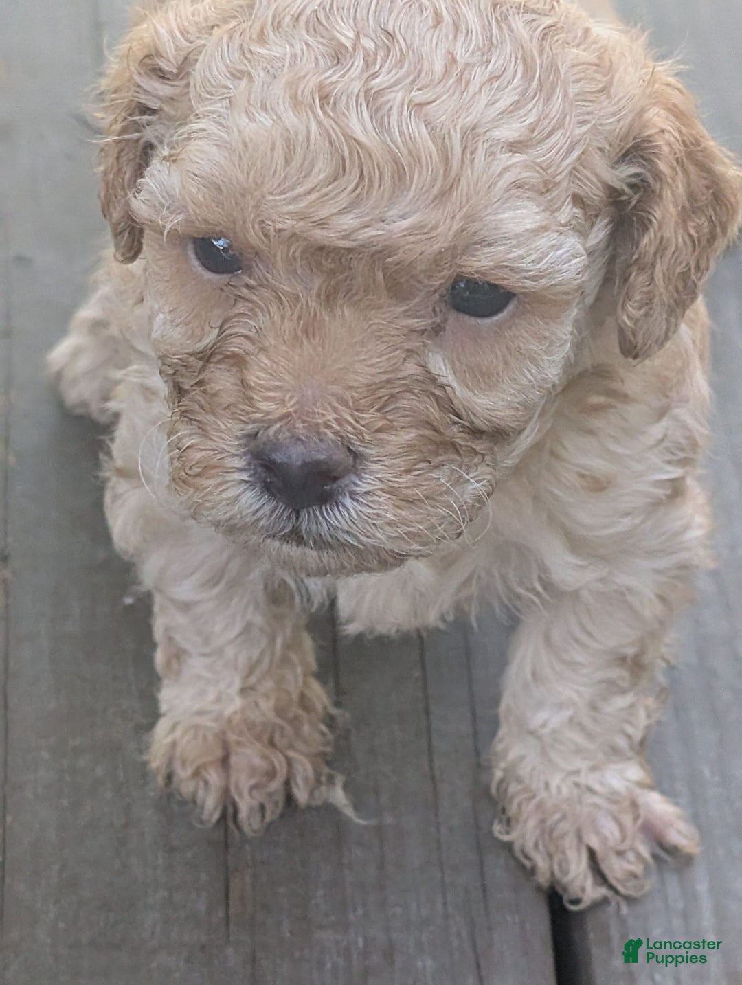 Bichpoo dogs for sale: Oliver - Image 2