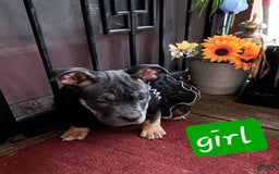 American Bully dogs for sale: Orange Col - Image 1