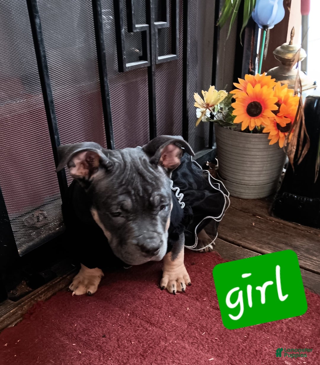 American Bully dogs for sale: Orange Col - Image 1