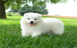 Samoyed dogs for sale: Gypsy - Image 1