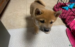 Shiba Inu dogs for sale: Bud - Image 2