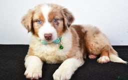 Australian Shepherd dogs for sale: Echo - Image 2