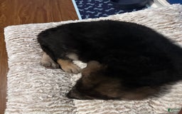 German Shepherd dogs for sale: Choco - Image 2