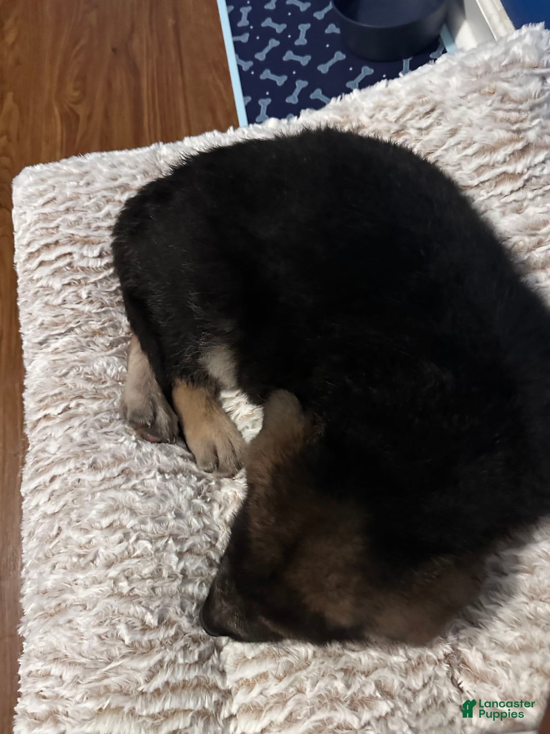 German Shepherd dogs for sale: Choco - Image 2