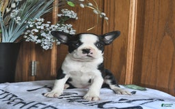 Boston Terrier dogs for sale: Honey - Image 3