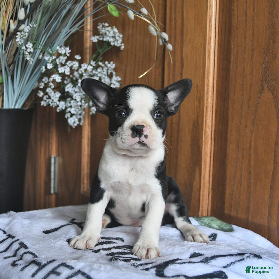 Boston Terrier dogs for sale: Honey - Image 3