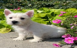 West Highland Terrier dogs for sale: Wynona - Image 5