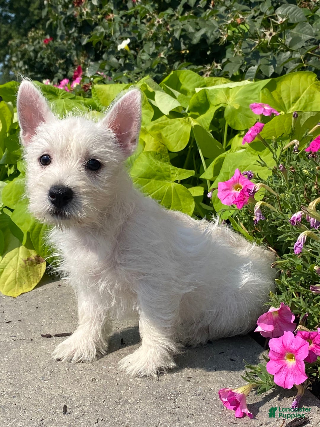 West Highland Terrier dogs for sale: Wynona - Image 5