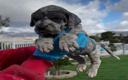 Great Dane dogs for sale: Titan - Image 1