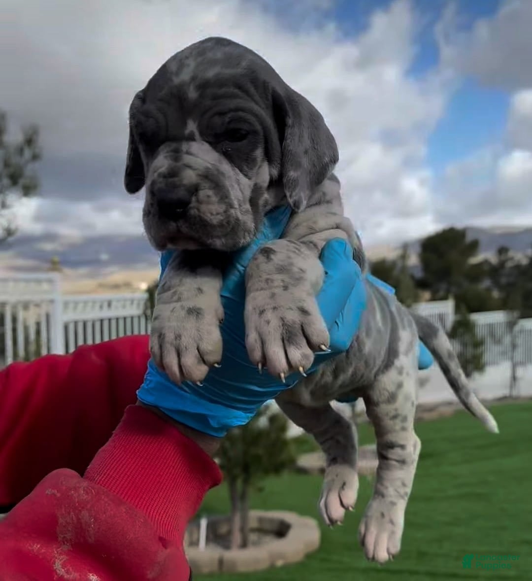 Great Dane dogs for sale: Titan - Image 1