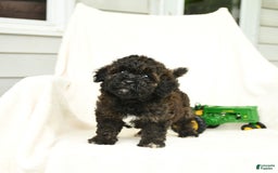 Bichpoo dogs for sale: Peppermint Patty - Image 6
