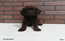 Cockapoo dogs for sale: Travis - Image 3