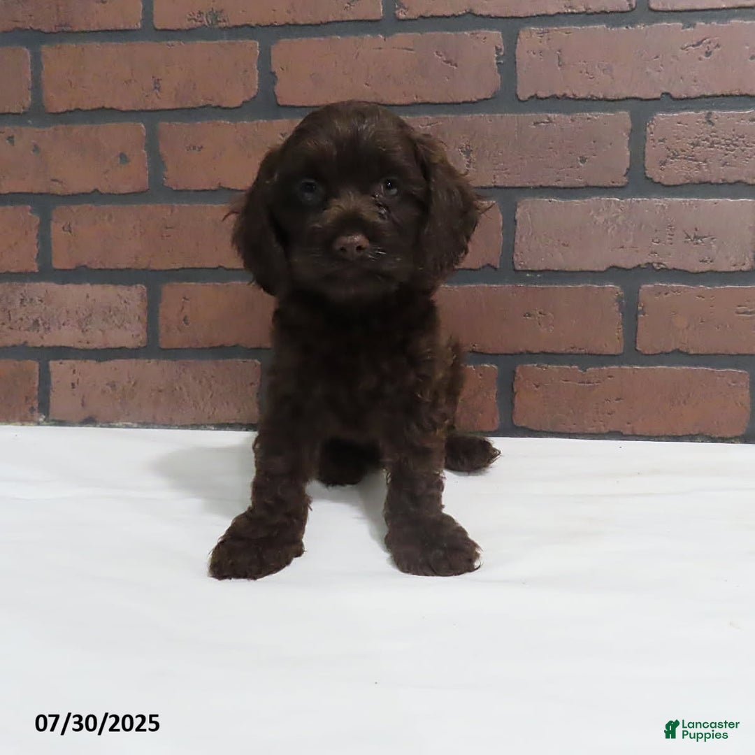 Cockapoo dogs for sale: Travis - Image 3