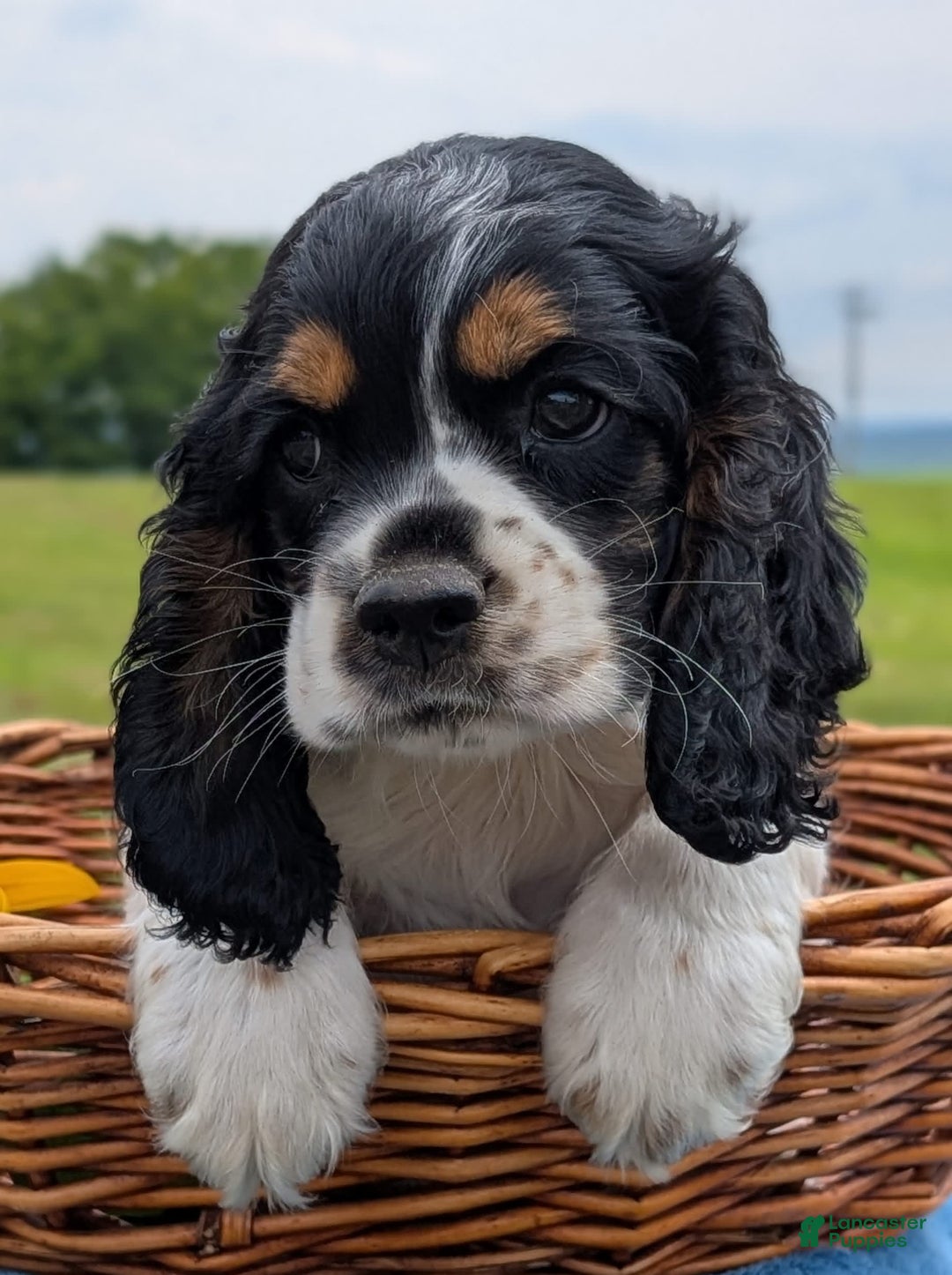 Cocker Spaniel dogs for sale: Fritz - Image 1